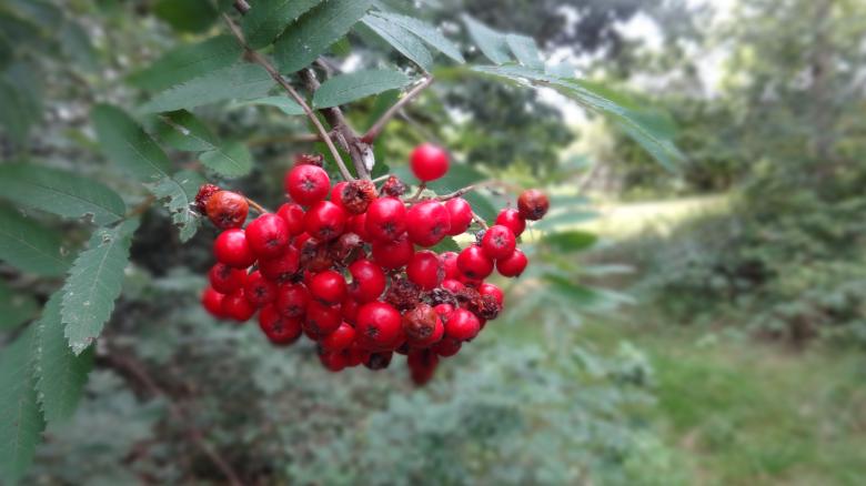 Free stock image of Red Berries created by Wady Galfskiy