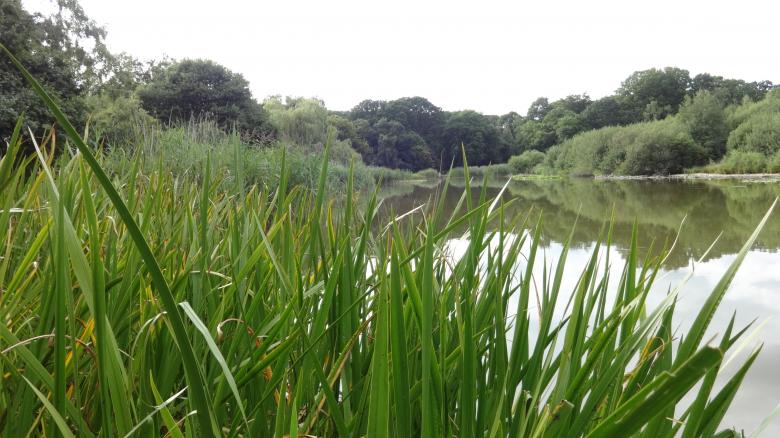 Free stock image of Pond in Southampton created by Wady Galfskiy