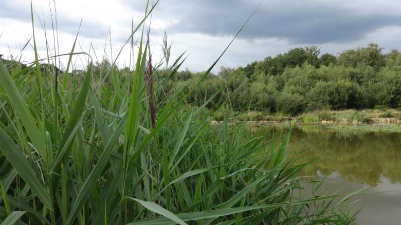 Free stock image of Pond in Southampton created by Wady Galfskiy