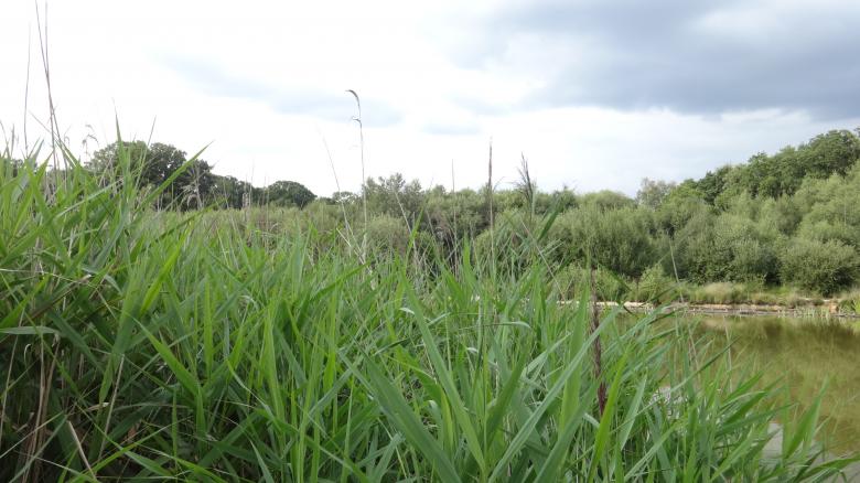 Free stock image of Pond in Southampton created by Wady Galfskiy