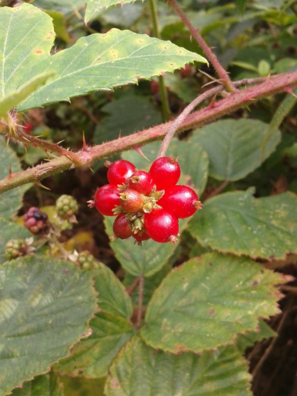 Free stock image of Red berries created by TelUrban