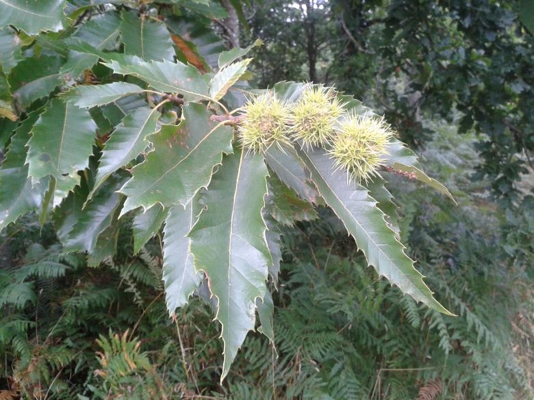 Free stock image of Plant created by TelUrban
