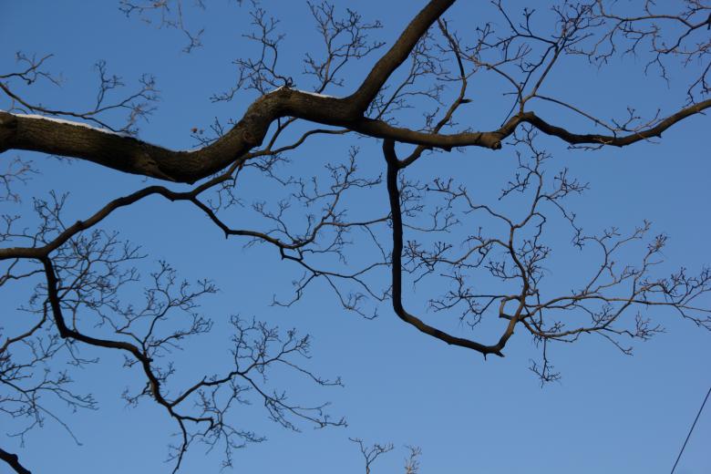 Free stock image of Tree Branch created by 2happy