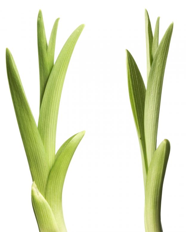 Free stock image of Green Plant created by 2happy