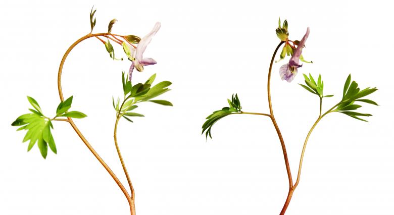 Free stock image of Green Plants created by 2happy
