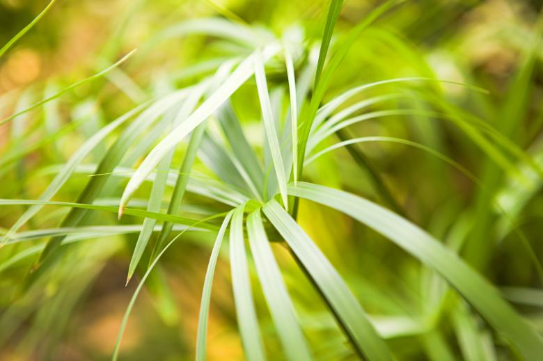 Free stock image of Green Plant created by 2happy
