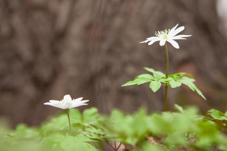 Free stock image of White Flowers in the Forest created by 2happy