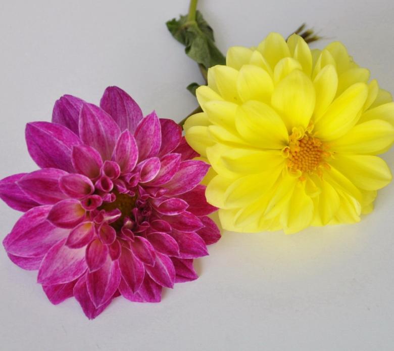 Free stock image of Two Beautiful Flowers created by Bilal Aslam