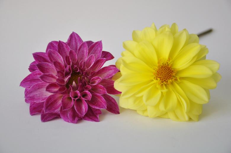 Free stock image of Two Beautiful Flowers created by Bilal Aslam