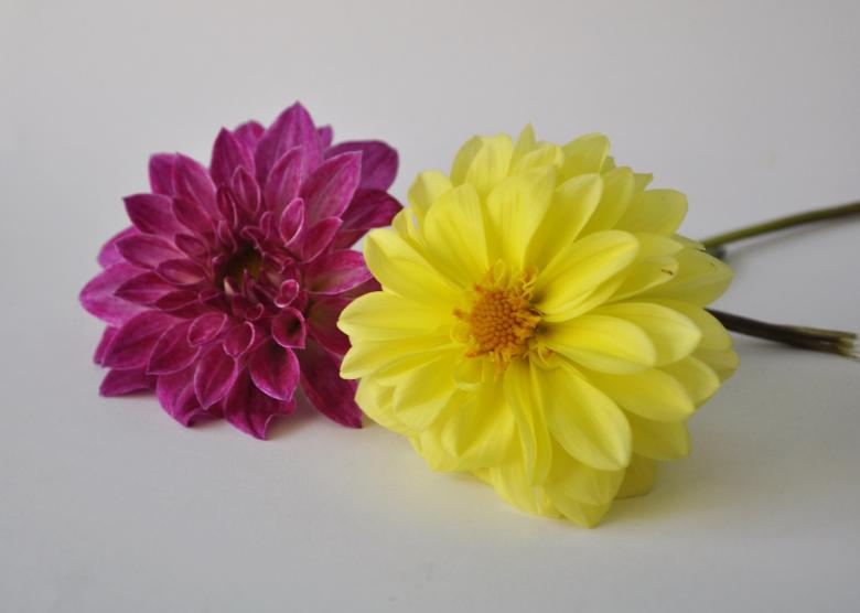 Free stock image of Beautiful Flowers created by Bilal Aslam