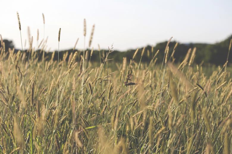 Free stock image of Wild Grass created by Mili Vigerova