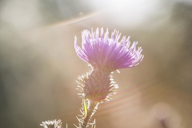 Free stock image of Fresh Flower created by Mili Vigerova