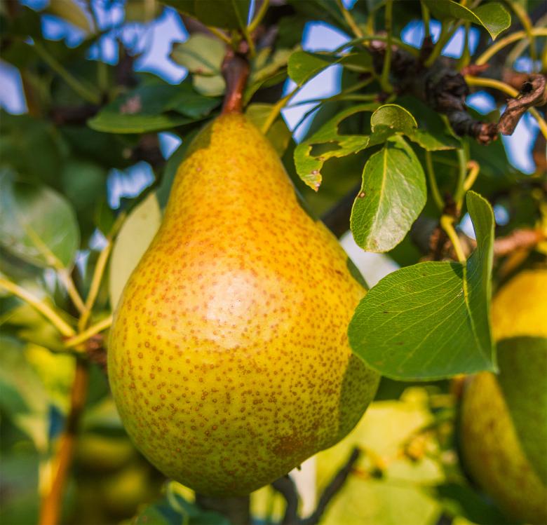 Free stock image of Pear created by Alen