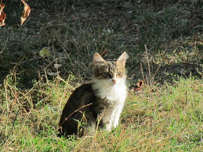 Free stock image of Little Kitten in the Yard created by Boris Kyurkchiev