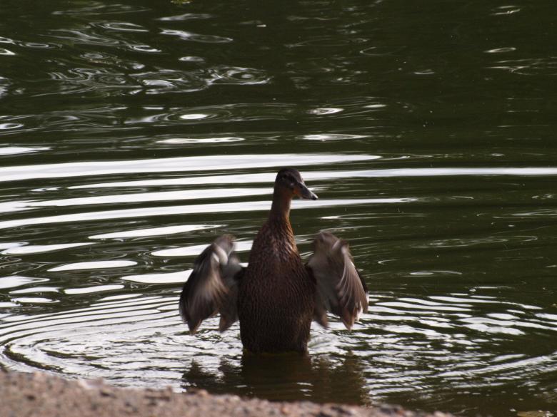 Free stock image of Duck created by Marko Mäkinen
