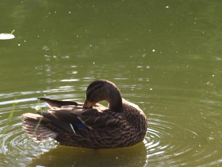 Free stock image of Duck created by Marko Mäkinen