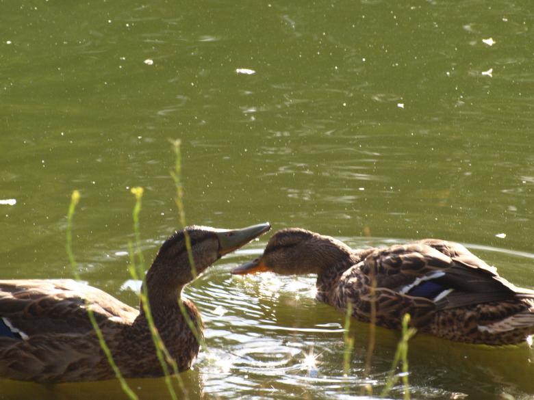 Free stock image of Ducks created by Marko Mäkinen