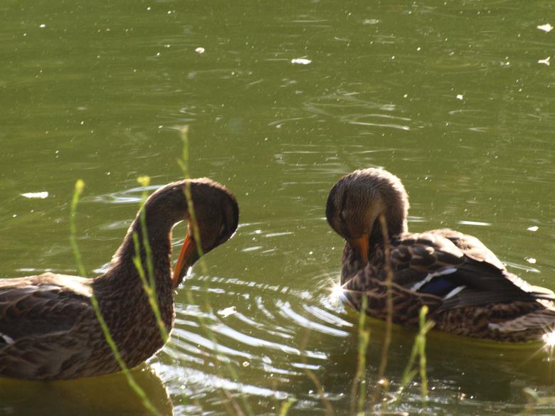 Free stock image of Ducks created by Marko Mäkinen