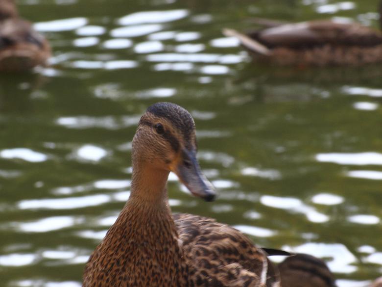 Free stock image of Duck created by Marko Mäkinen
