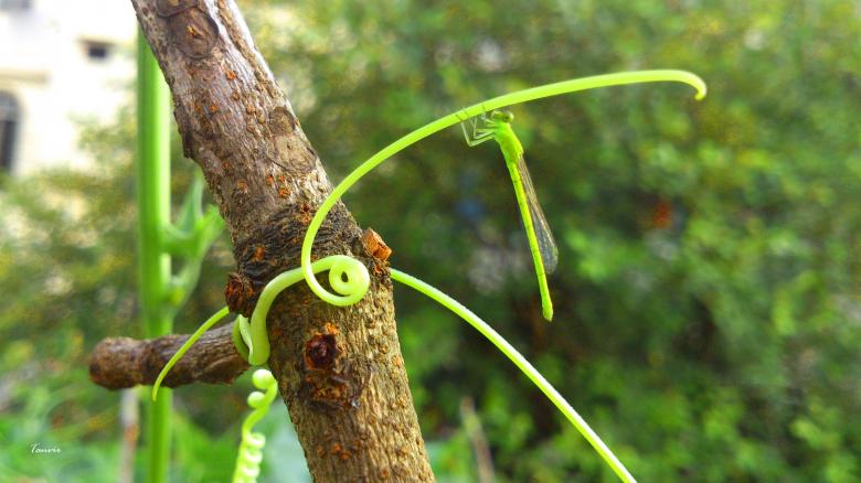 Free stock image of Damselfly created by Rahul Tanvir