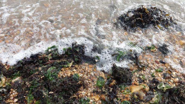 Free stock image of Seaweed created by Wady Galfskiy
