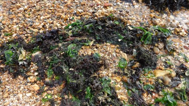 Seaweed