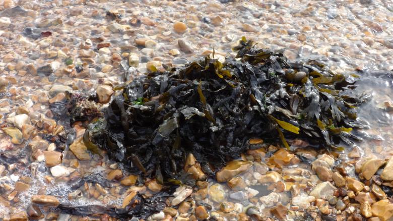 Free stock image of Seaweed created by Wady Galfskiy