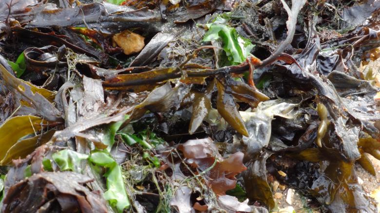 Free stock image of Seaweed created by Wady Galfskiy