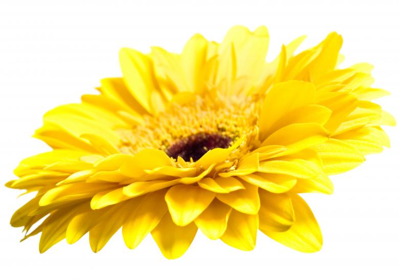 Free stock image of Yellow Gerbera created by 2happy