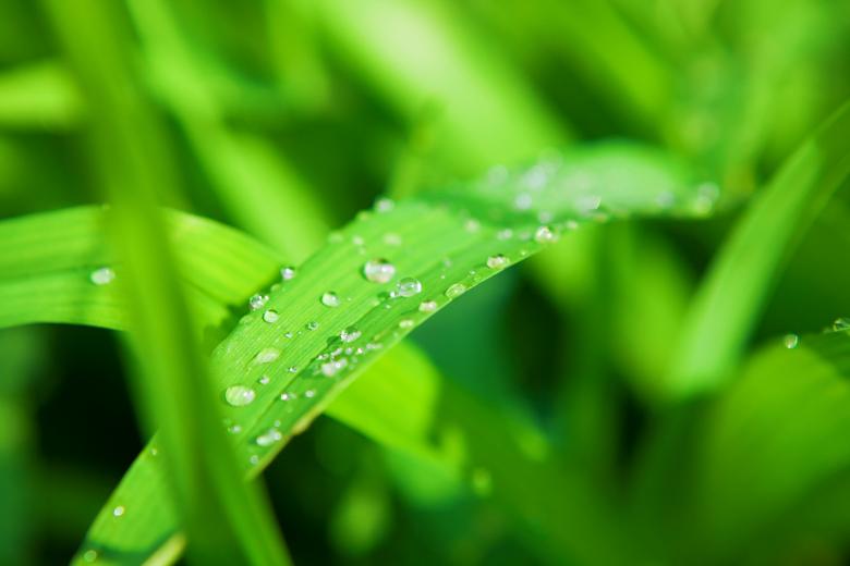 Free stock image of Spring green grass created by 2happy