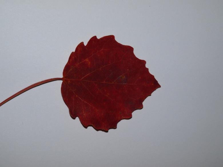 Free stock image of Fall leaf created by Marko Mäkinen