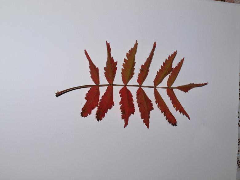 Free stock image of Fall leaf created by Marko Mäkinen