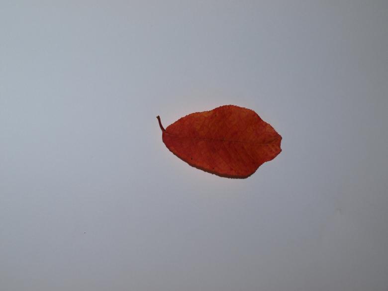 Free stock image of Fall leaf created by Marko Mäkinen