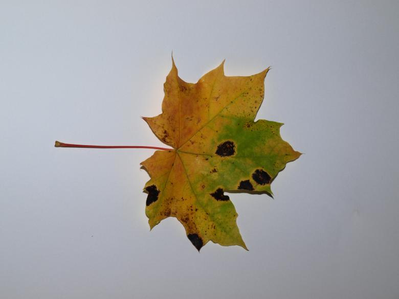 Free stock image of Fall leaf created by Marko Mäkinen