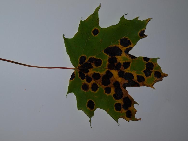 Free stock image of Fall leaf created by Marko Mäkinen