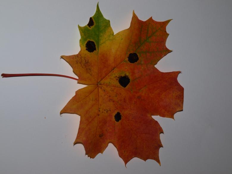 Free stock image of Fall leaf created by Marko Mäkinen