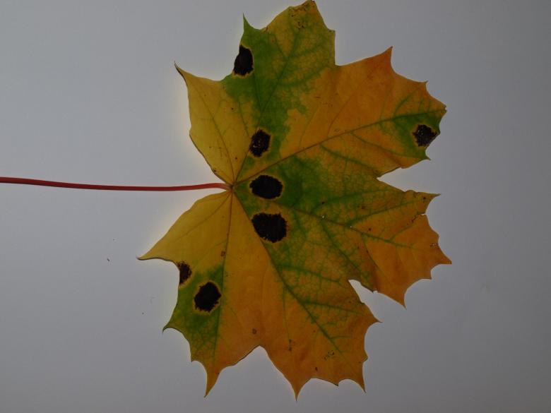 Free stock image of Fall leaf created by Marko Mäkinen