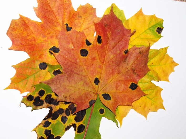Free stock image of Fall leaf created by Marko Mäkinen