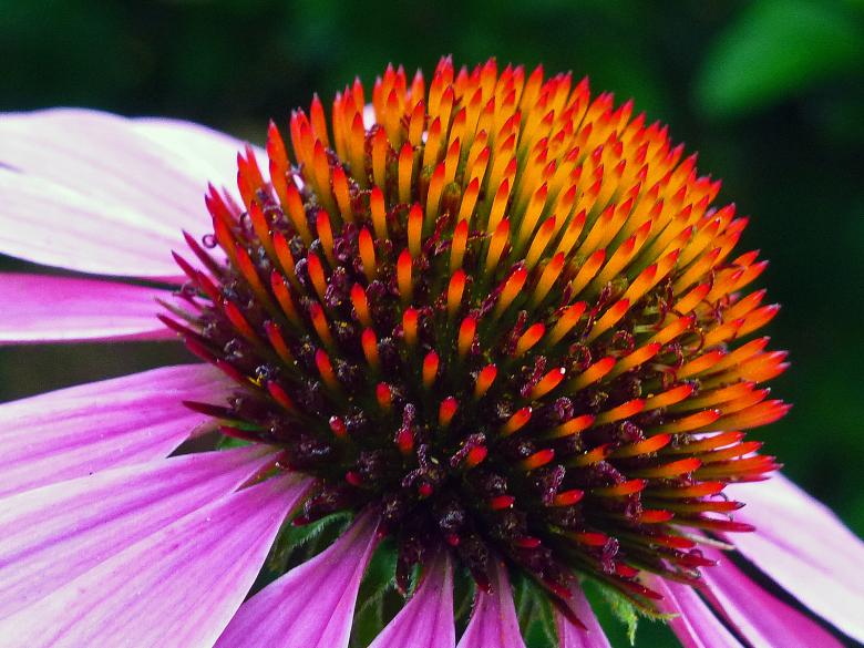 Free stock image of Pink coneflower closeup created by Eric Yuen