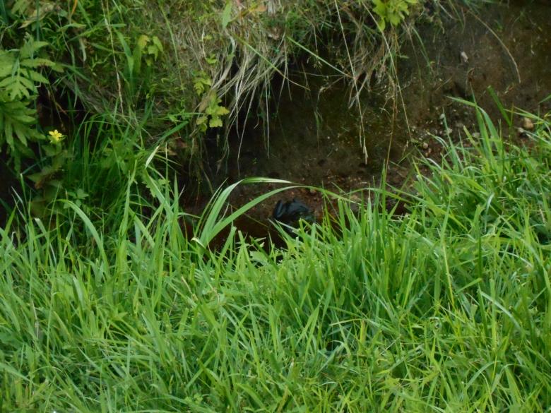 Free stock image of Green Grass created by elvis navarro