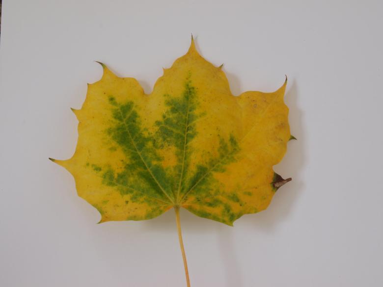 Free stock image of Fall leaf created by Marko Mäkinen