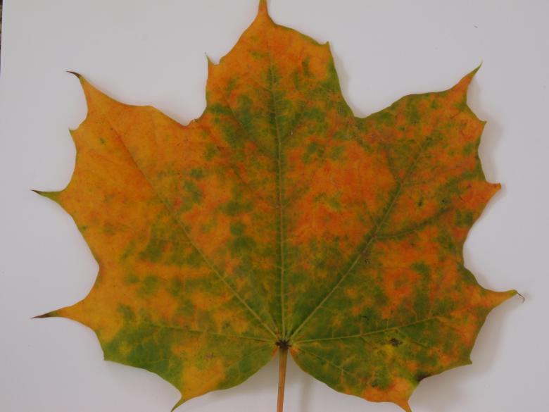 Free stock image of Fall leaf created by Marko Mäkinen