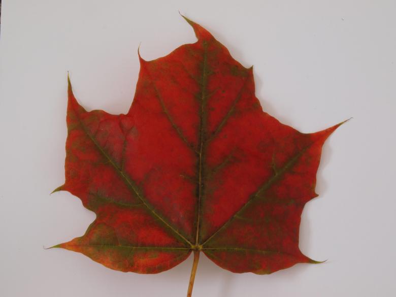 Free stock image of Fall leaf created by Marko Mäkinen