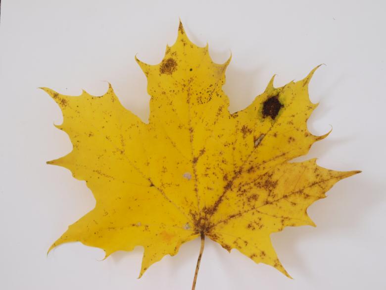 Free stock image of Fall leaf created by Marko Mäkinen