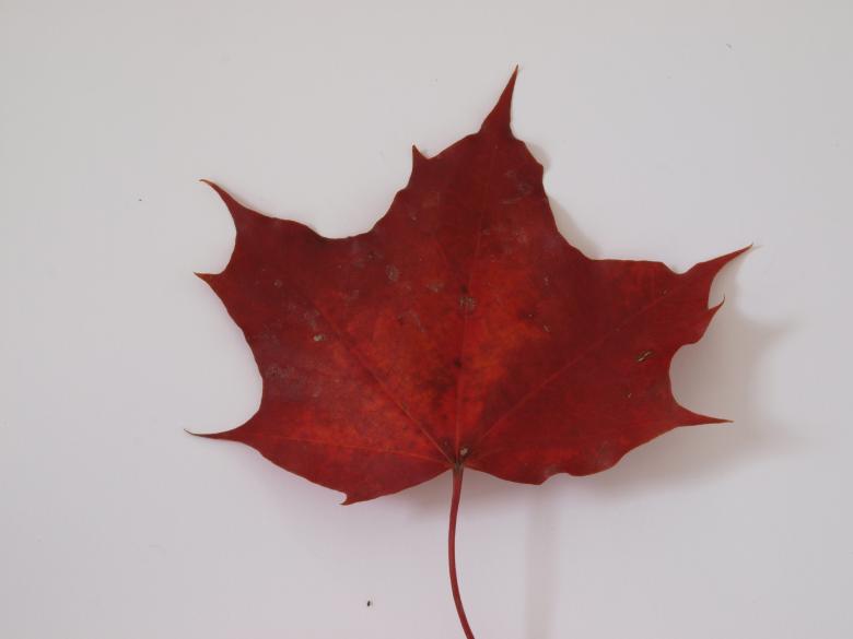 Free stock image of Fall leaf created by Marko Mäkinen
