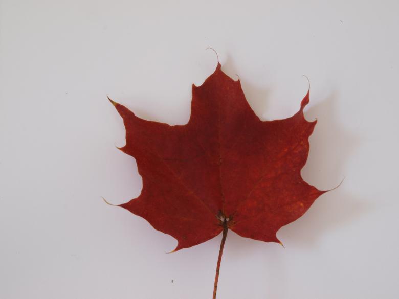 Free stock image of Fall leaf created by Marko Mäkinen