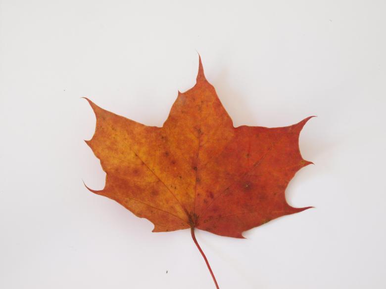 Free stock image of Fall leaf created by Marko Mäkinen