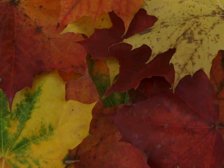 Free stock image of Fall leaf created by Marko Mäkinen