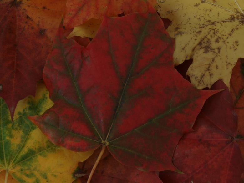 Free stock image of Fall leaf created by Marko Mäkinen