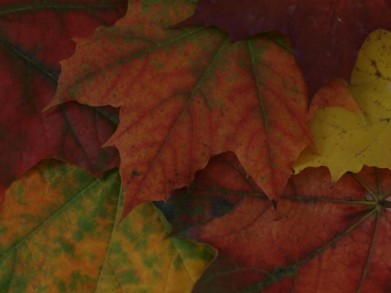 Free stock image of Fall leaf created by Marko Mäkinen